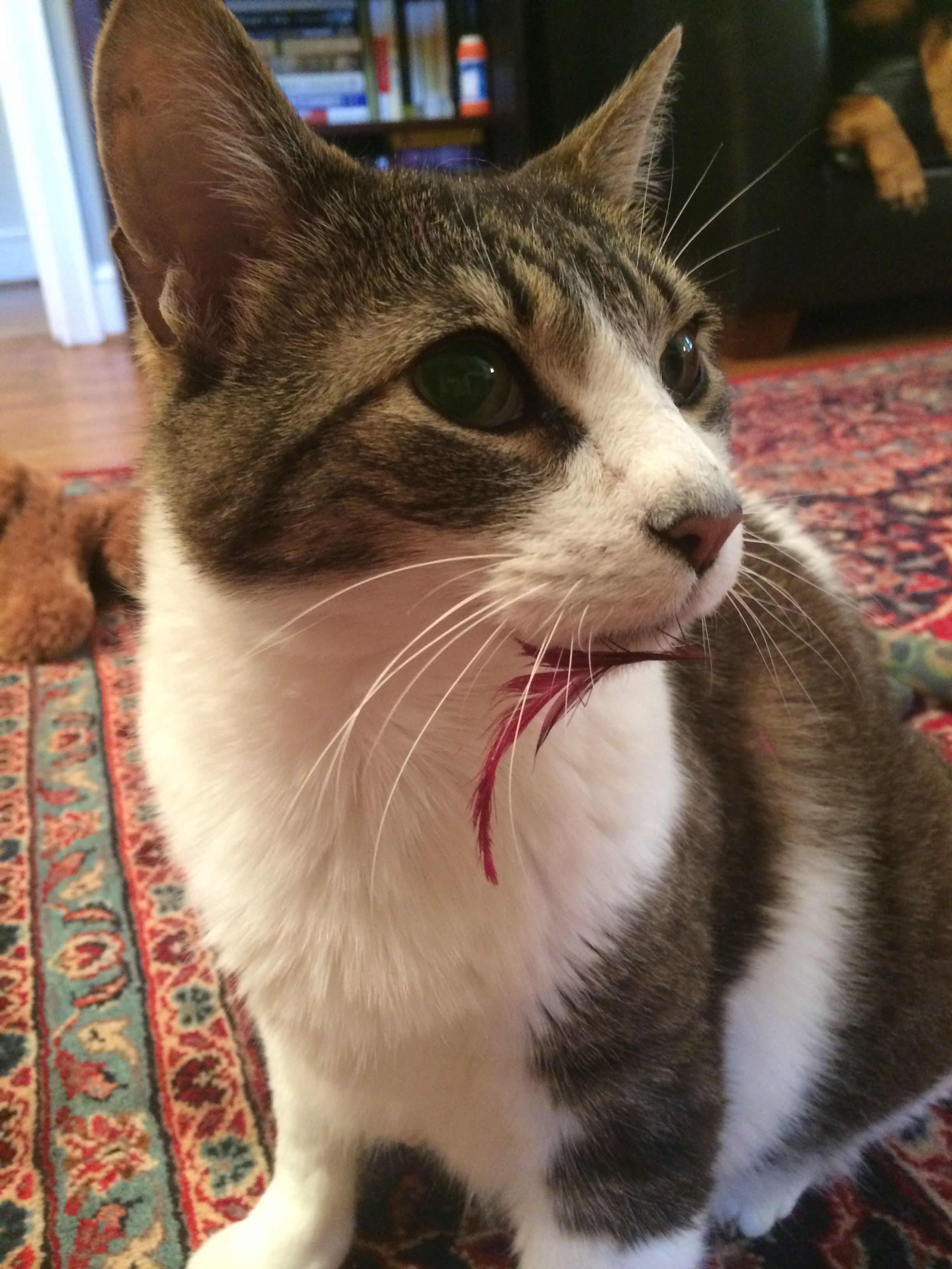 Sam with feather caught on his lip