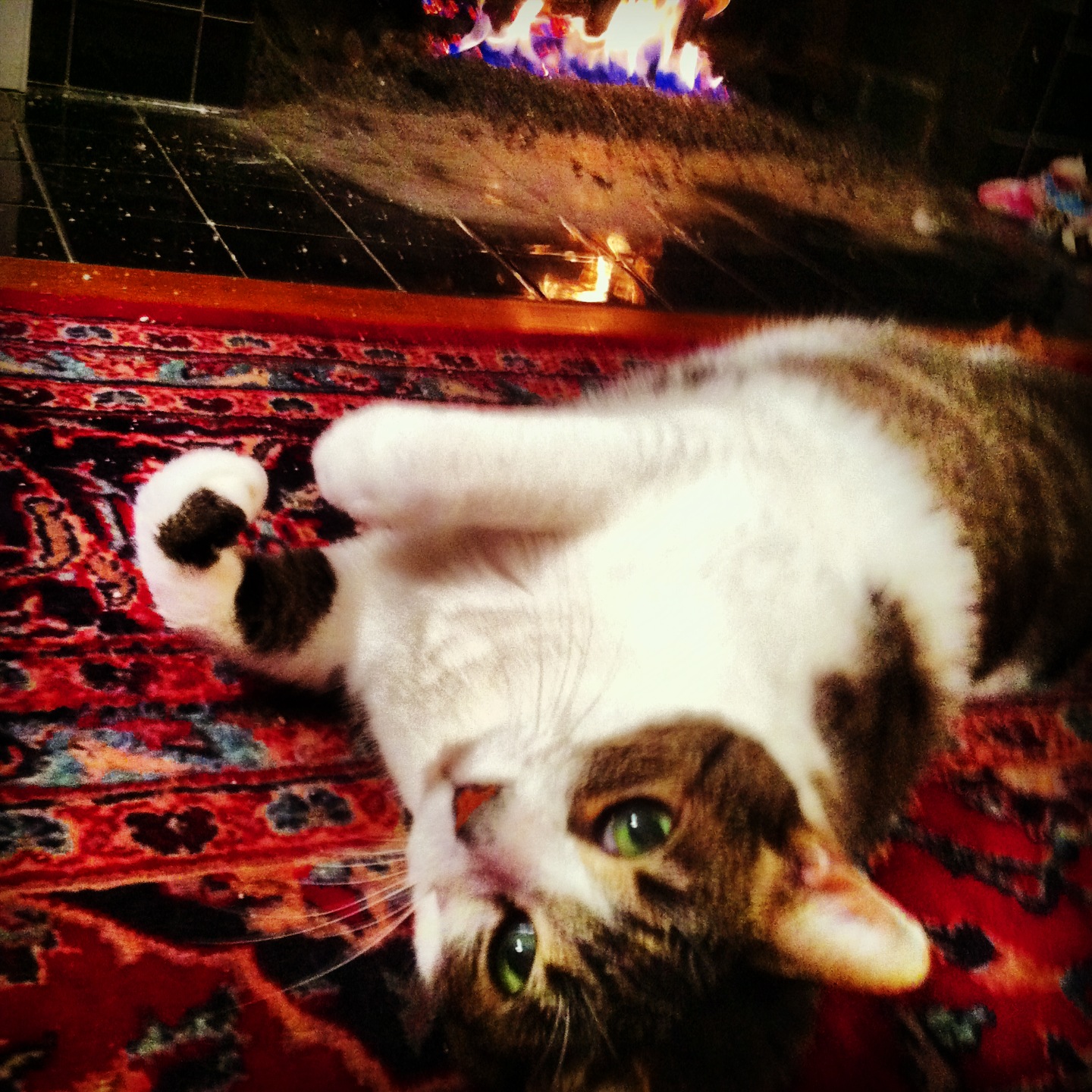 IMG_3978 Sam basking by the fire