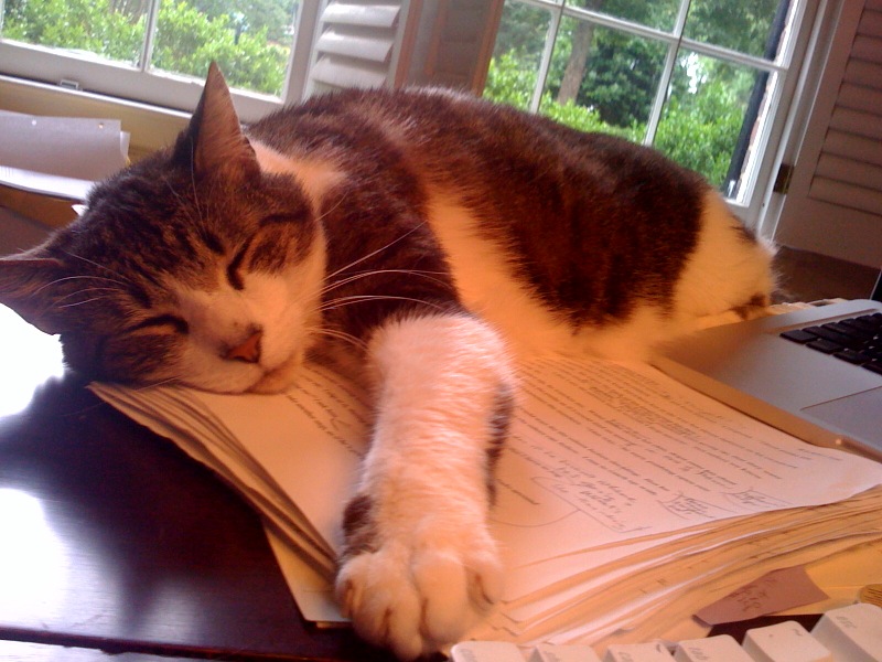 cat asleep Sam on manuscript