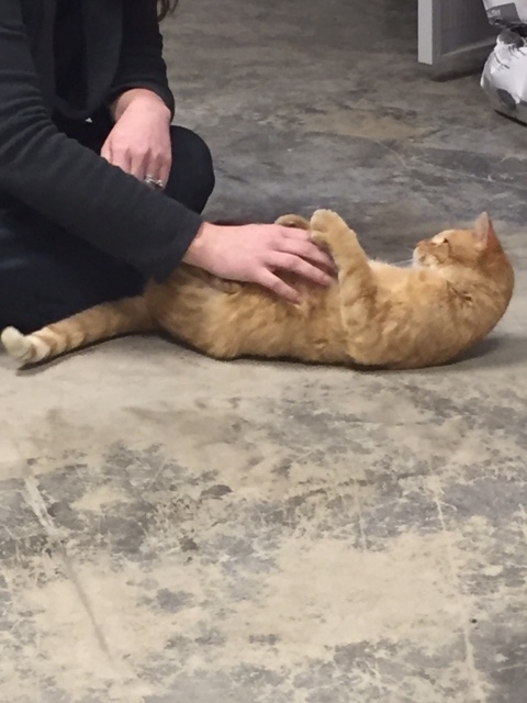 Carrie with New Kitty at shelter Sam on JP