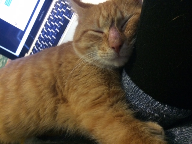 NewCat Sam on JP